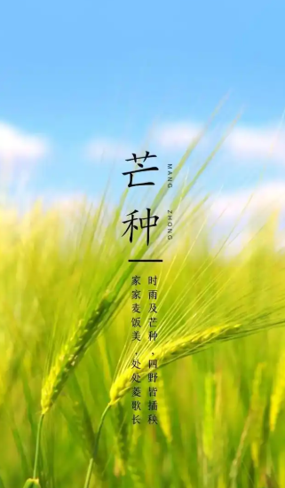 圖片-芒種.png